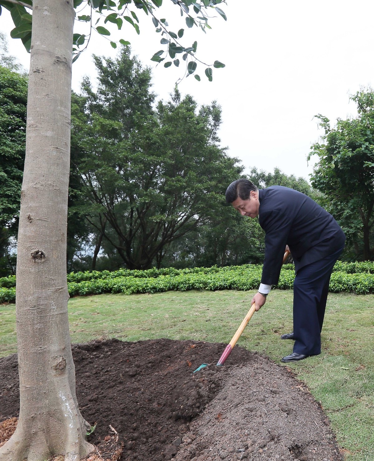 2012年12月8日，習(xí)近平在深圳蓮花山公園種下一棵高山榕樹。