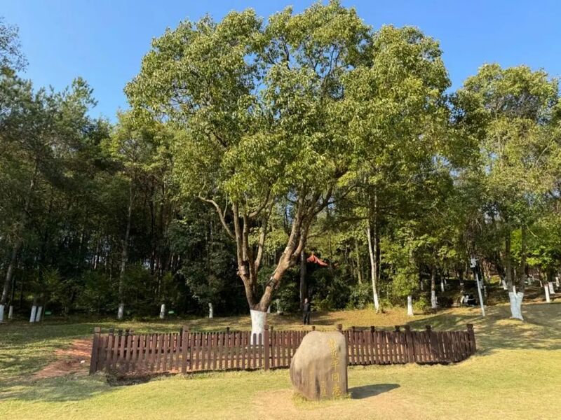 習(xí)近平同志為福建省長(zhǎng)汀縣水土保持科教園捐種的香樟樹。圖源：學(xué)習(xí)時(shí)報(bào)