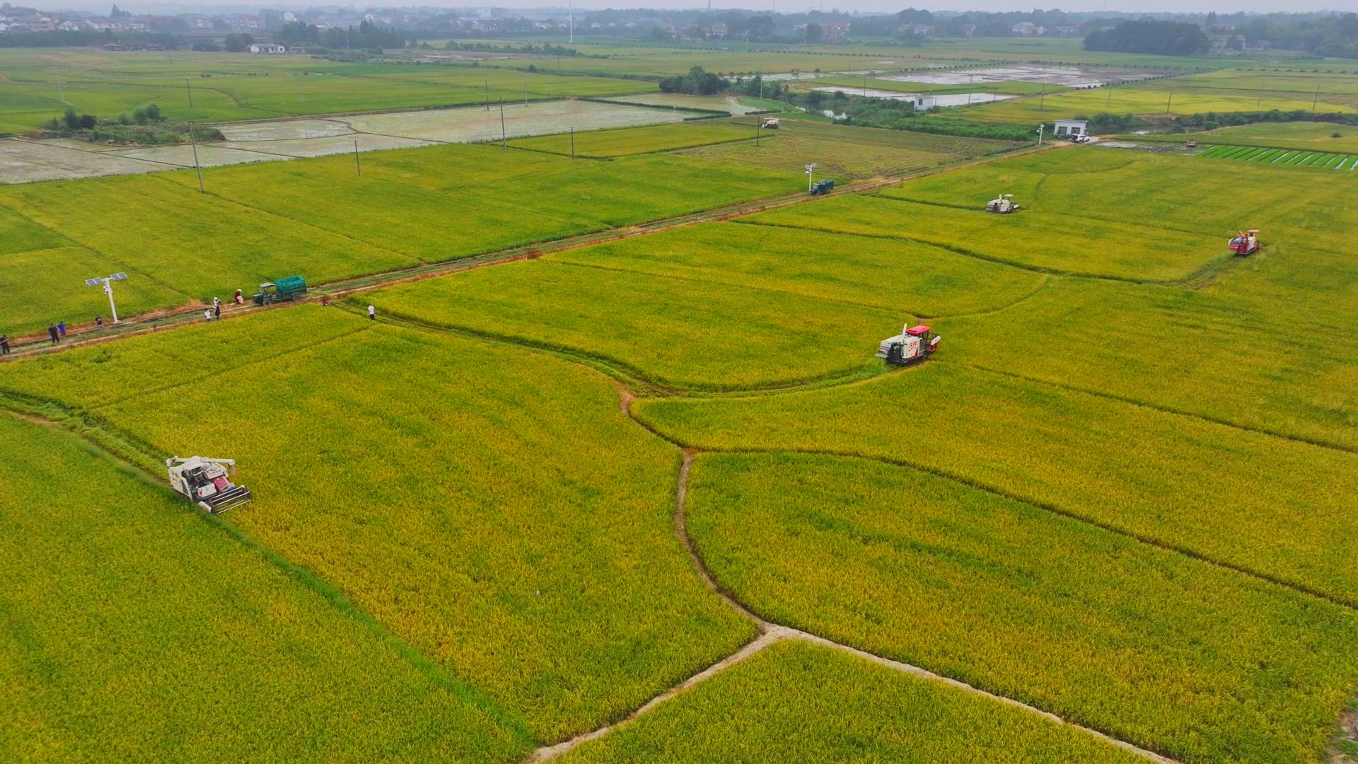 數(shù)臺(tái)收割機(jī)同時(shí)作業(yè)。常德市鼎城區(qū)融媒體中心供圖