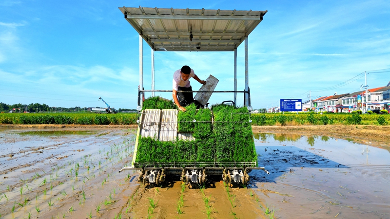 戴宏在無人駕駛的插秧機(jī)上作業(yè)。常德日?qǐng)?bào)社 王明睿 攝