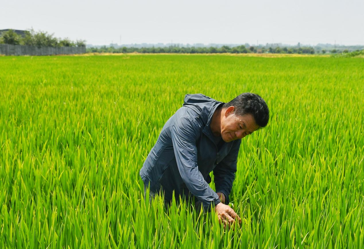 程夕兵在農(nóng)田里檢查水稻種植情況。人民網(wǎng)記者 周坤 攝